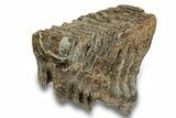 Partial Fossil Woolly Mammoth Molar - Siberia #259932-1